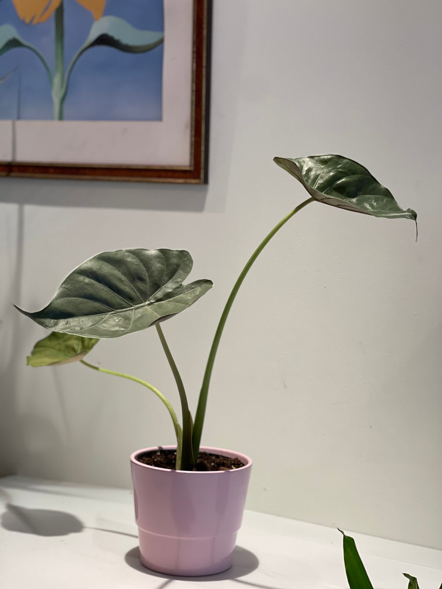 Alocasia Wenti