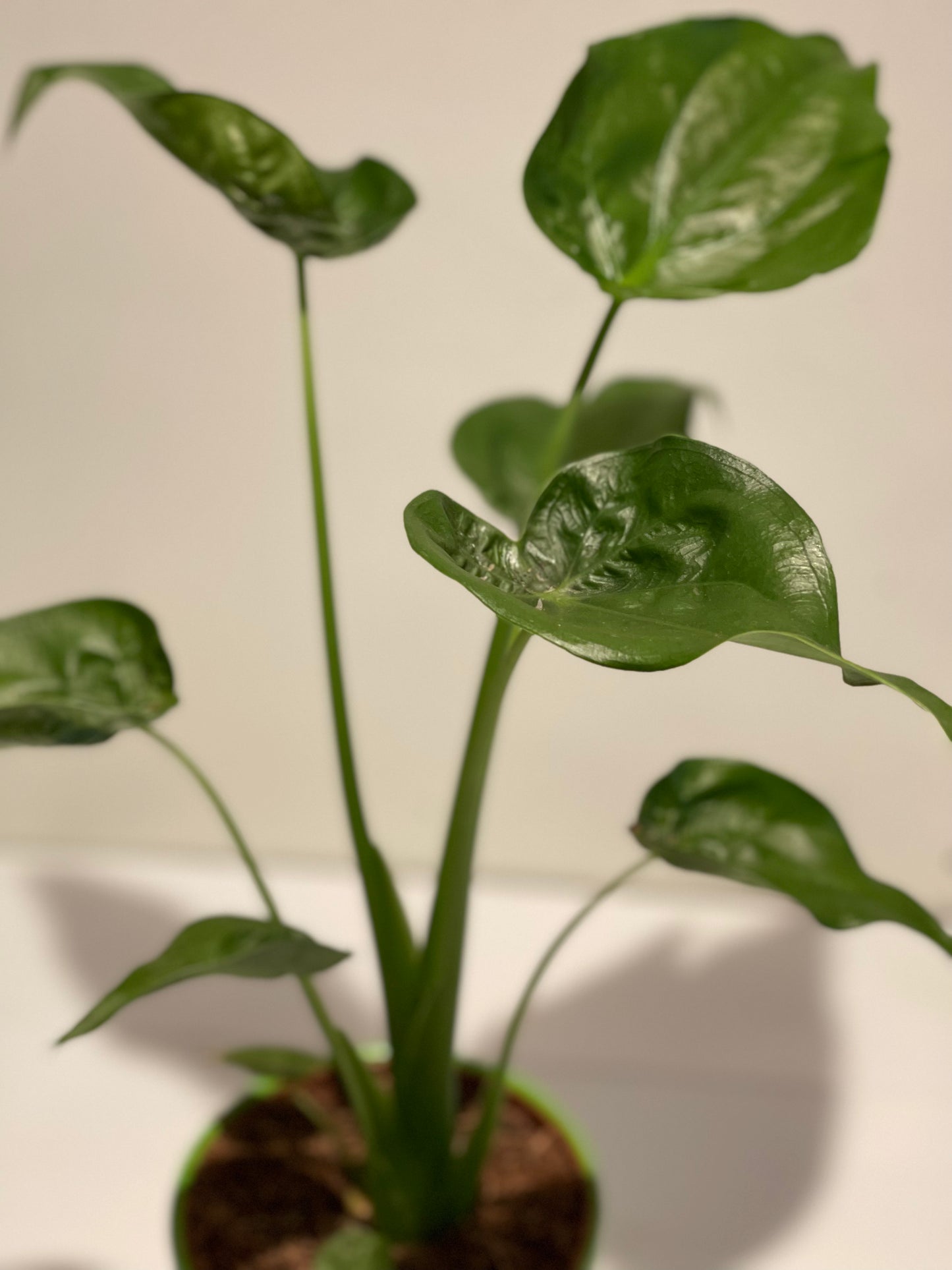 Alocasia Cucullata