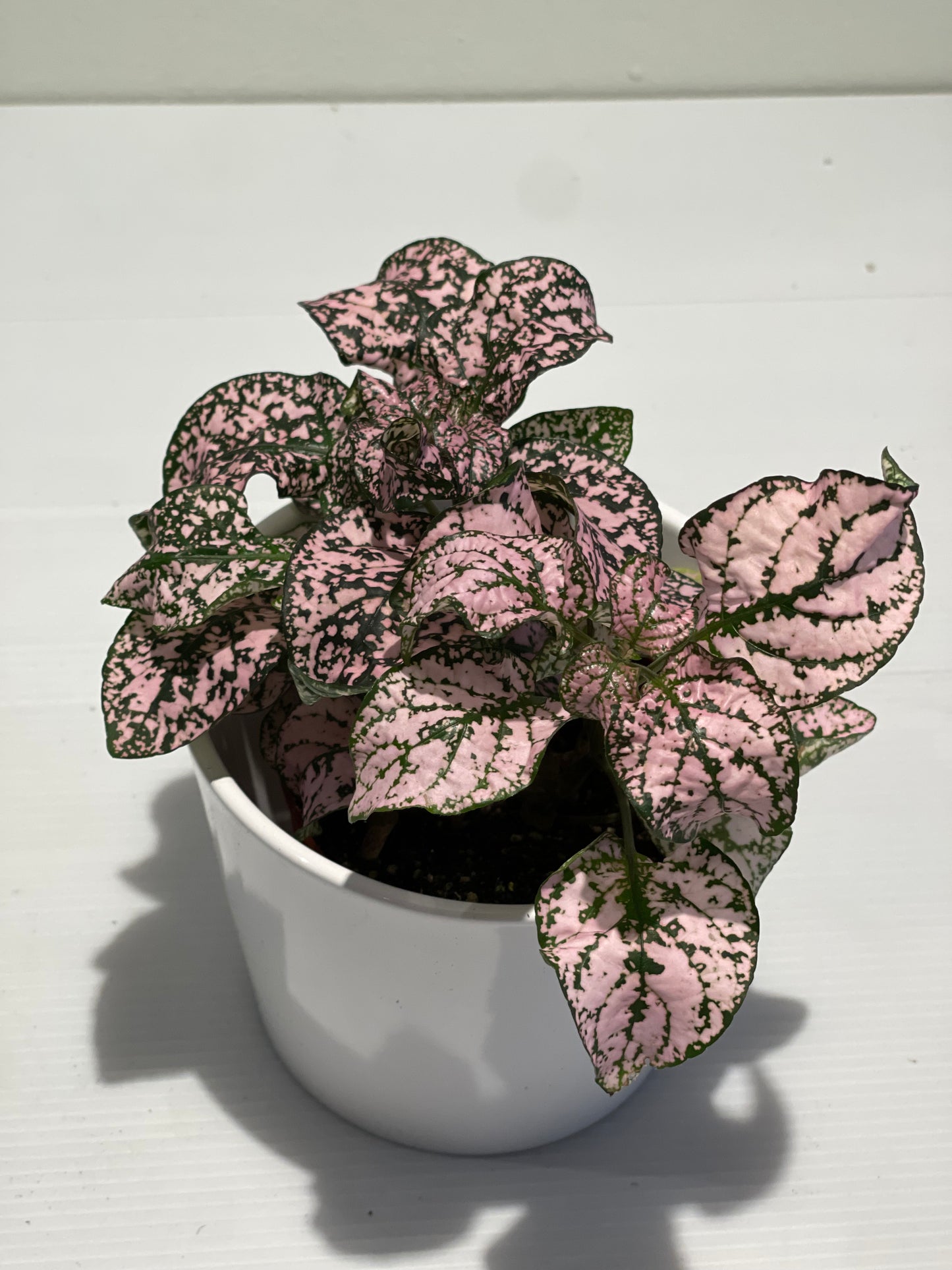 Hypoestes