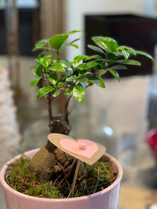 Ficus Ginseng (Bonsai Plant)