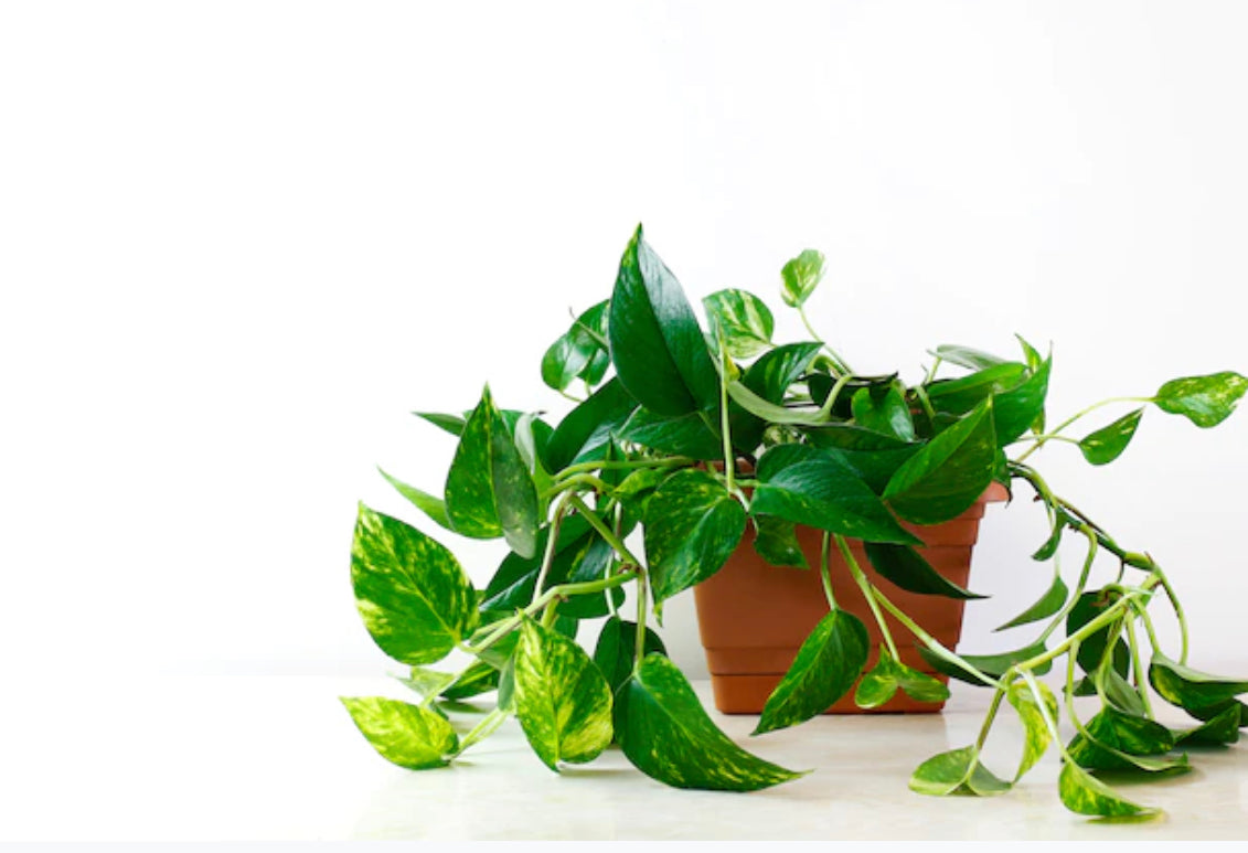 Golden Pothos