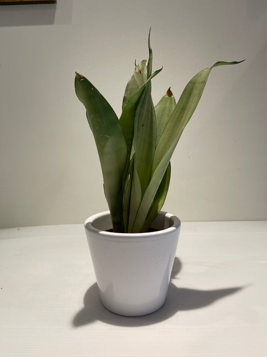 Sansveria Moonshine