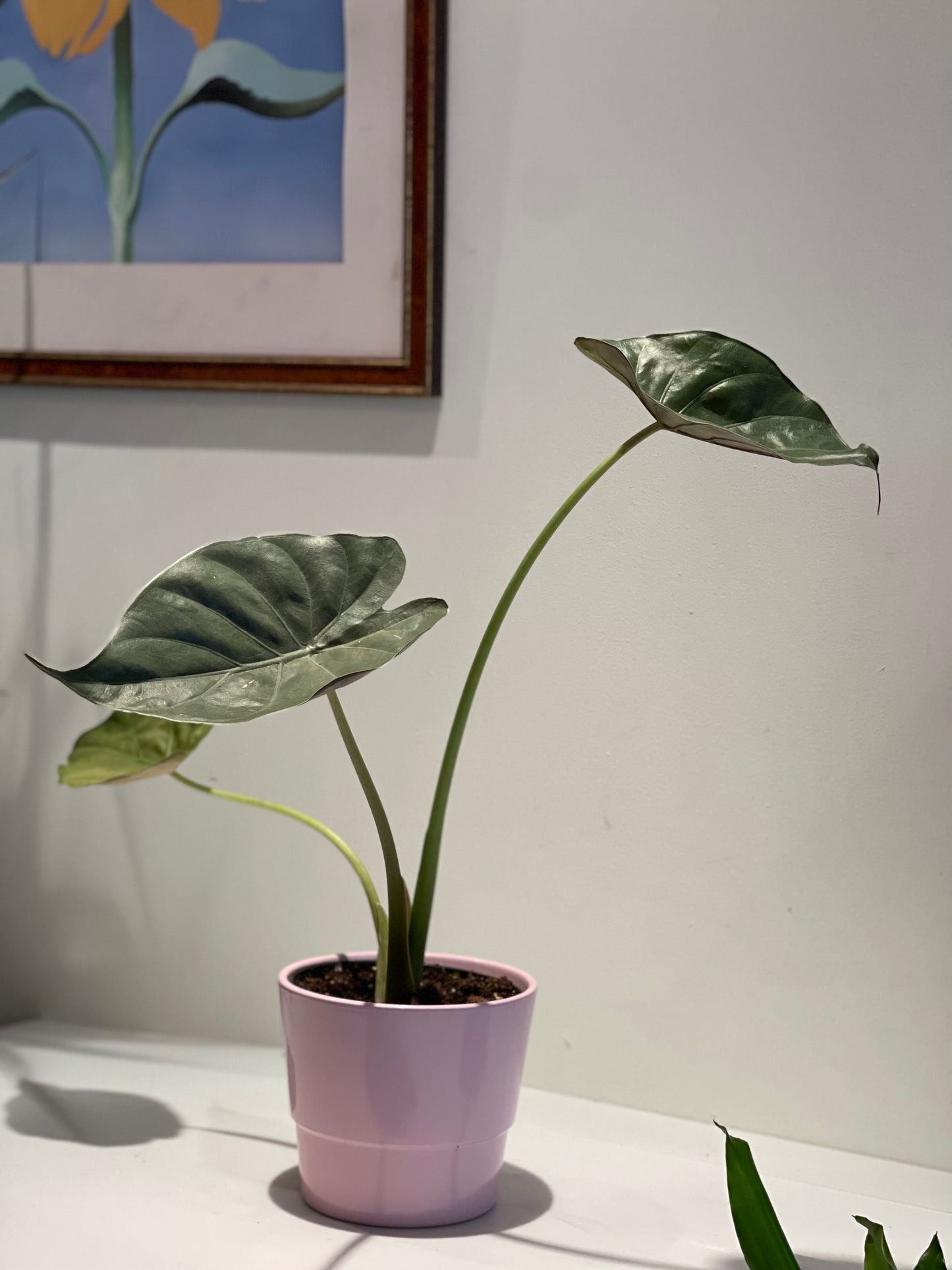 Alocasia Wenti