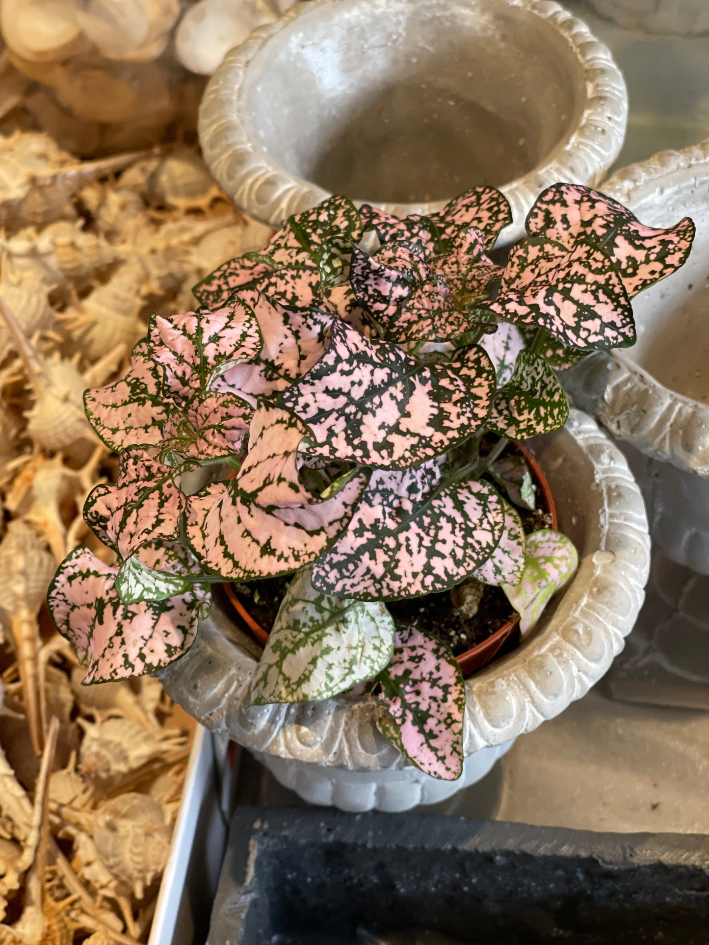 Hypoestes