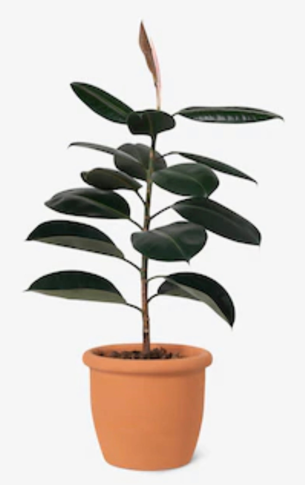 Rubber Plant