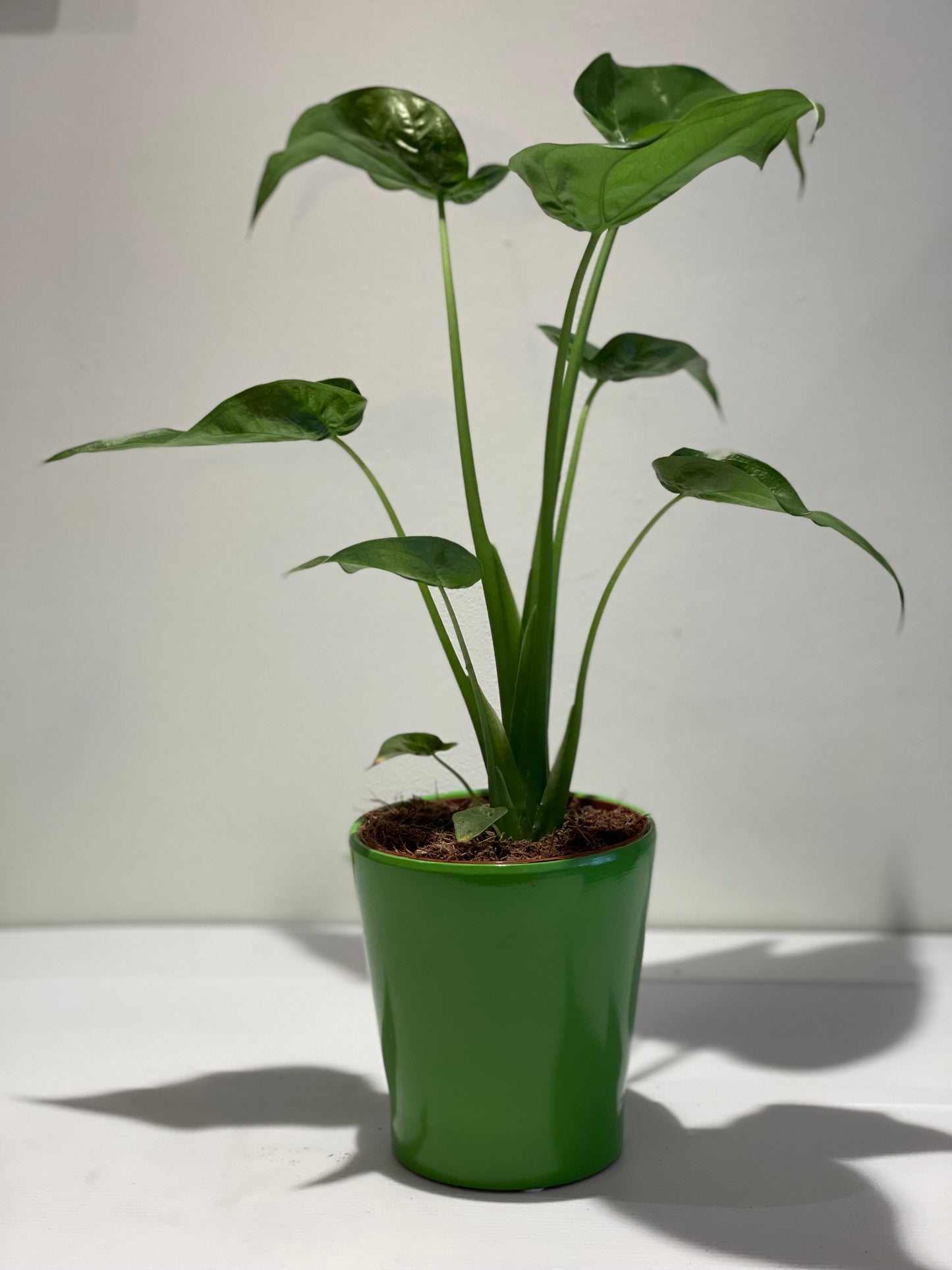 Alocasia Cucullata